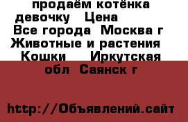 продаём котёнка девочку › Цена ­ 6 500 - Все города, Москва г. Животные и растения » Кошки   . Иркутская обл.,Саянск г.